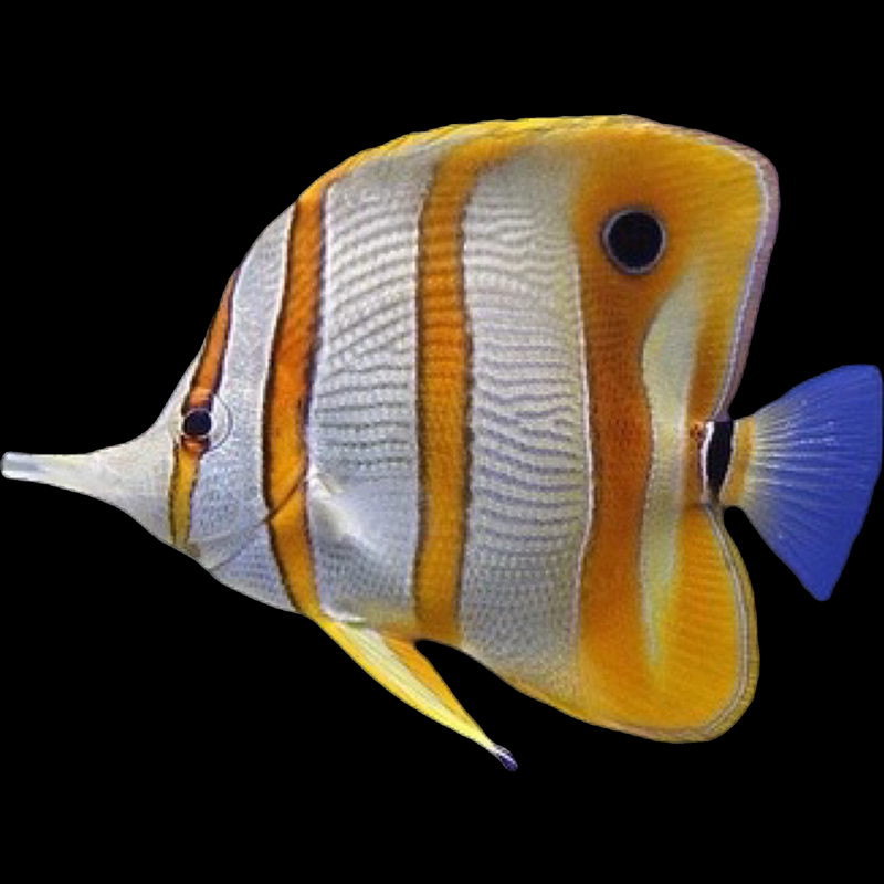 Copperband Butterfly swimming in an aquarium. One of our saltwater reef fish for sale online at AFD