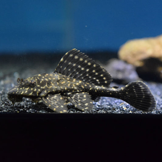 DNU Gold Spot Sailfin Pleco (Glyptoperichthys Joselimanus) 2.5-3"