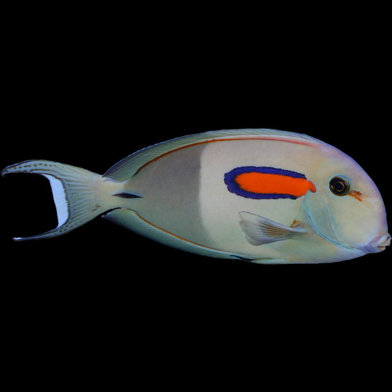 Orange Shoulder Tang fish swimming in an aquarium. One of our saltwater reef fish for sale online at AFD