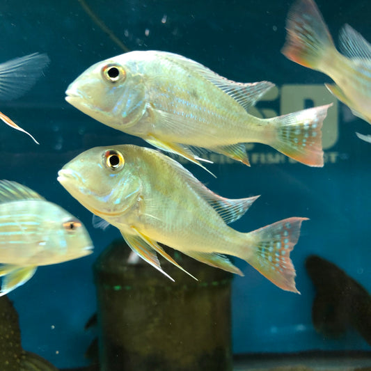 Geophagus Altifrons