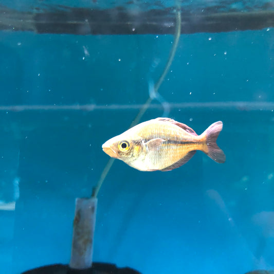 Crossing Rainbowfish Hybrid