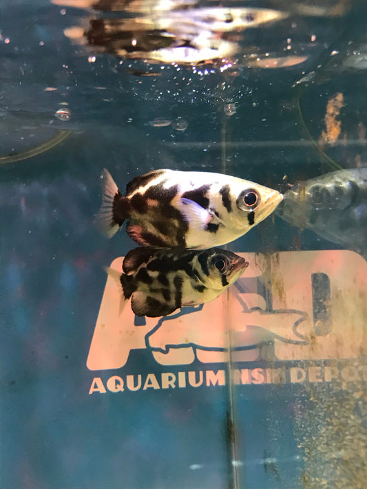 Clouded Archerfish