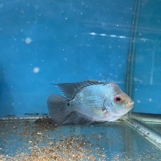 Short Body Thai Silk Flowerhorn