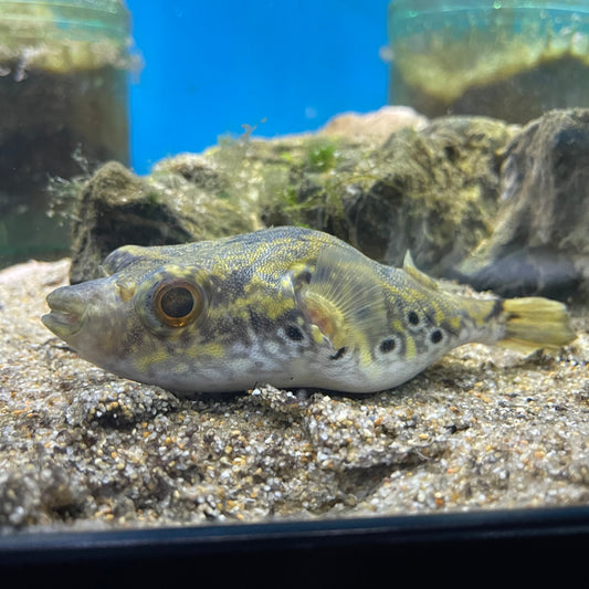 Humpback Puffer 3-4"