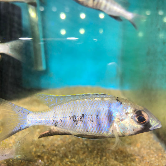 Placidochromis Electra Deepwater