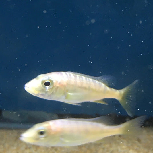 Emperor Cichlid Boulengerchromis Microlepis