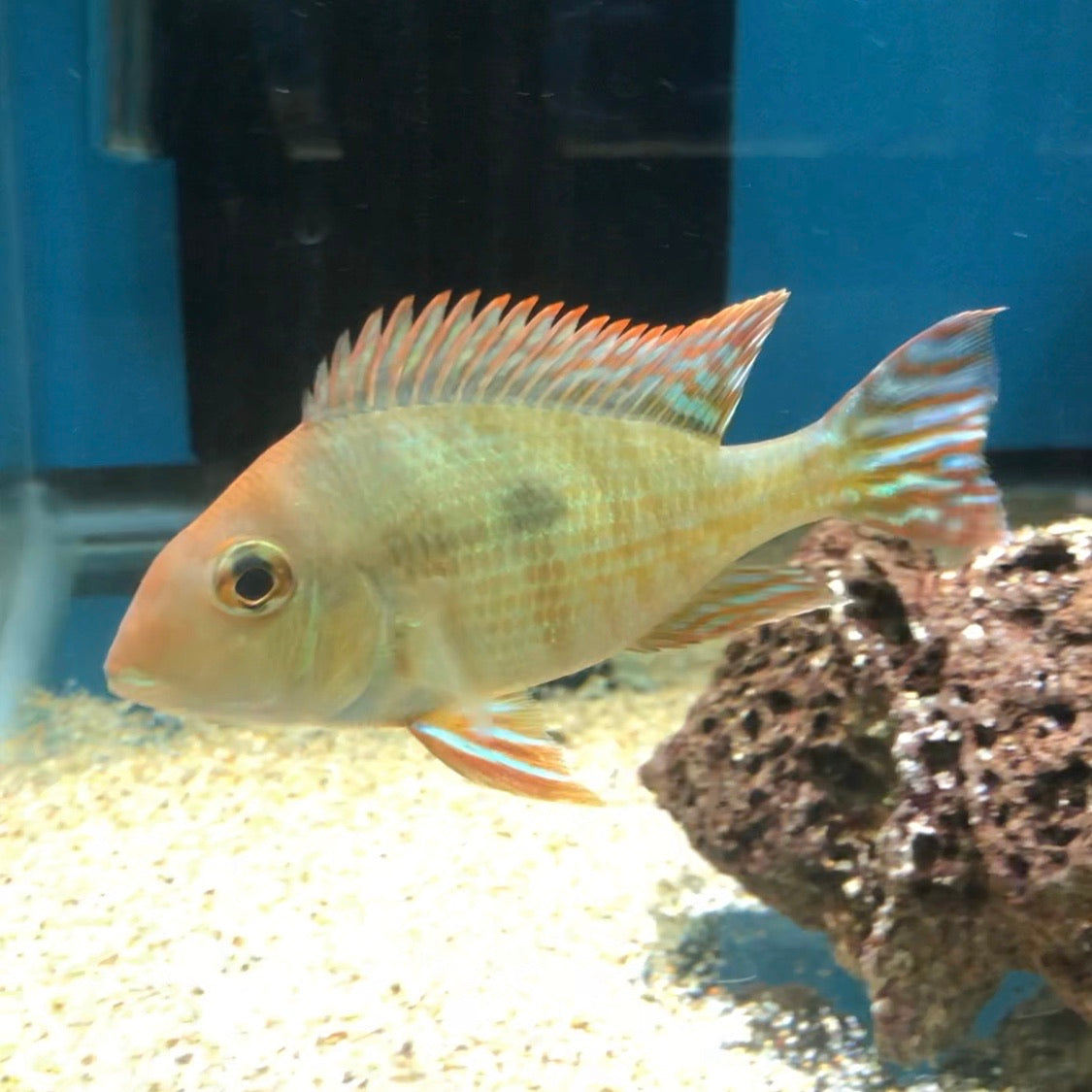 Geophagus Red Head Tapajos