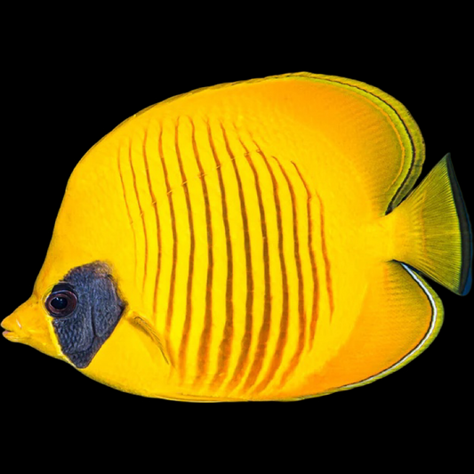 Golden Semilarvatus Butterflyfish (Pre-Order)