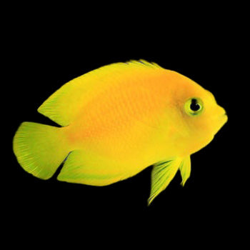 Yellow Angelfish swimming in an aquarium. One of our saltwater reef fish for sale online at AFD