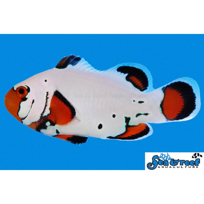 Frostbite Clownfish