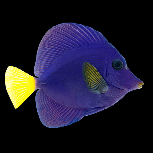 SM/MD Purple Tang (Red Sea) fish swimming in an aquarium available for sale online and in store at AFD