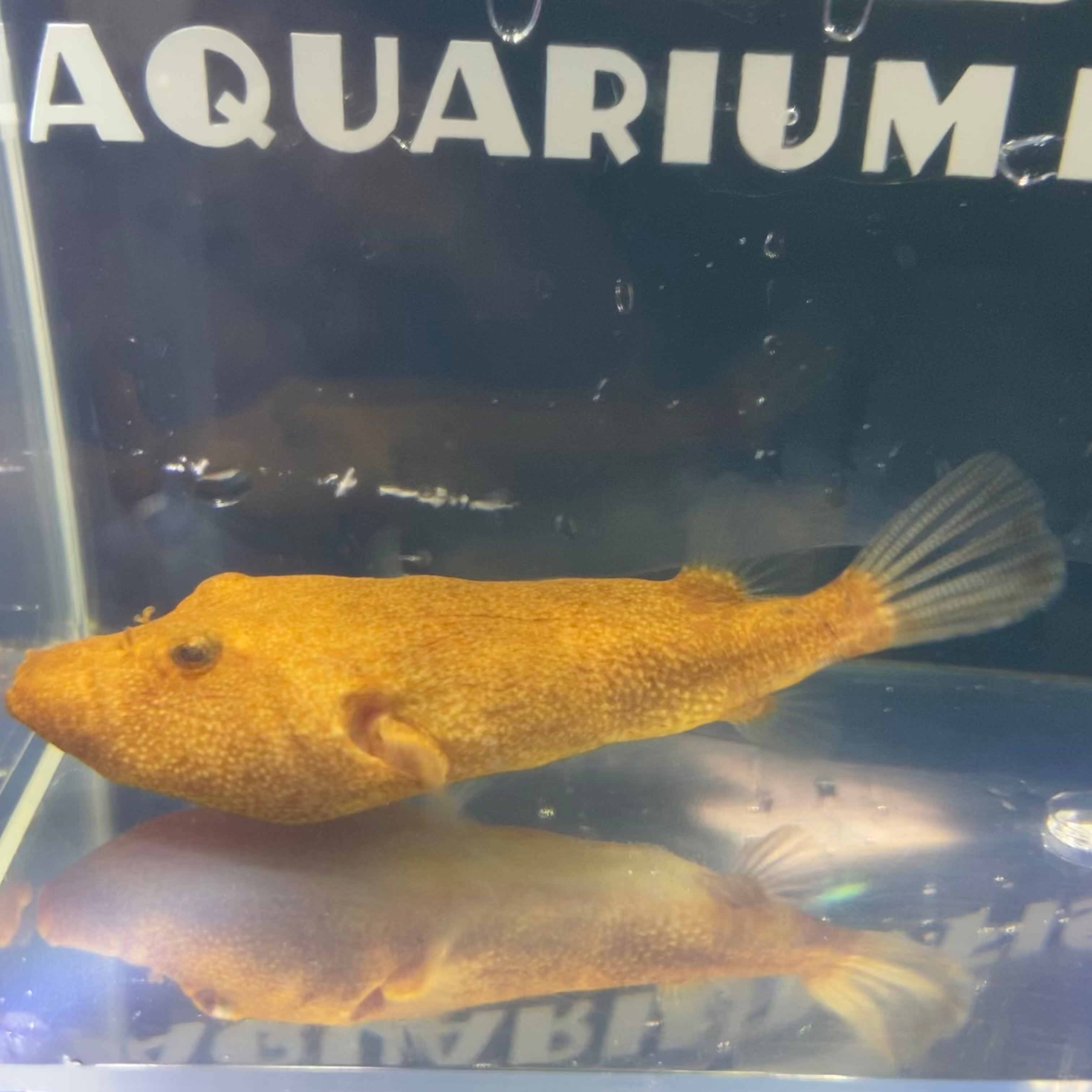 Tetraodon Miurus Teapot Puffer for sale at Aquarium Fish Depot