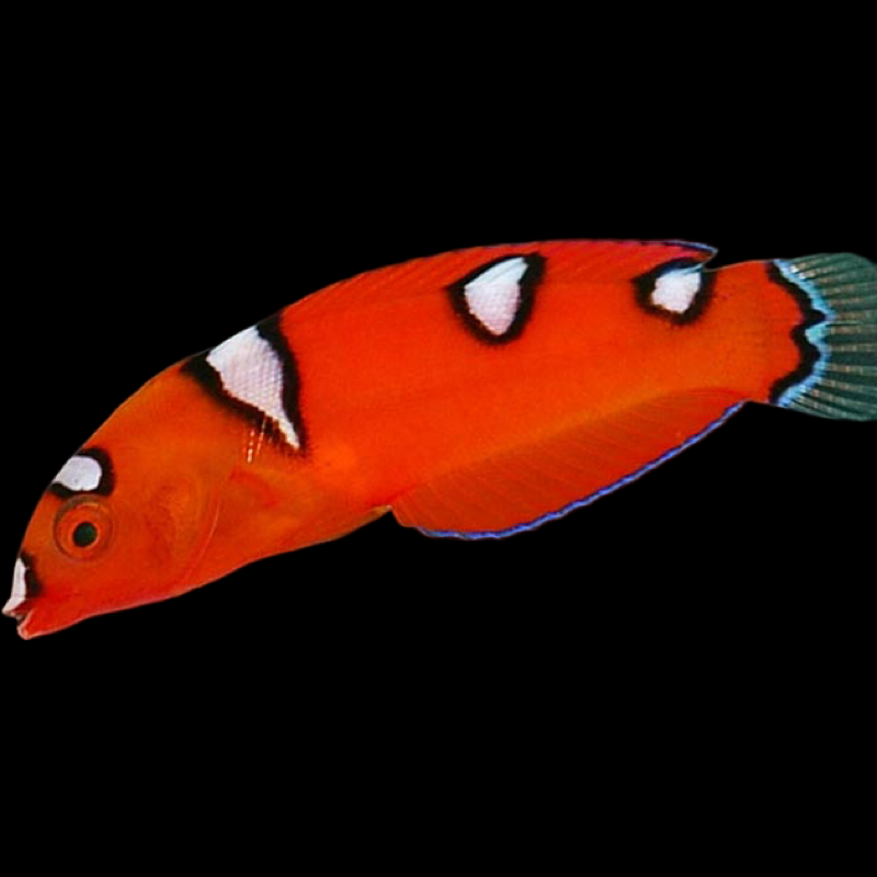 Red Coris Wrasse swimming in an aquarium. One of our saltwater reef fish for sale online at AFD