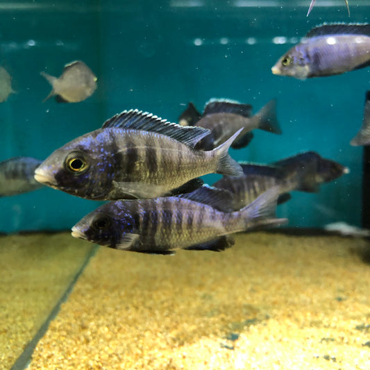 Placidochromis phenochilus White Lip Mdoka