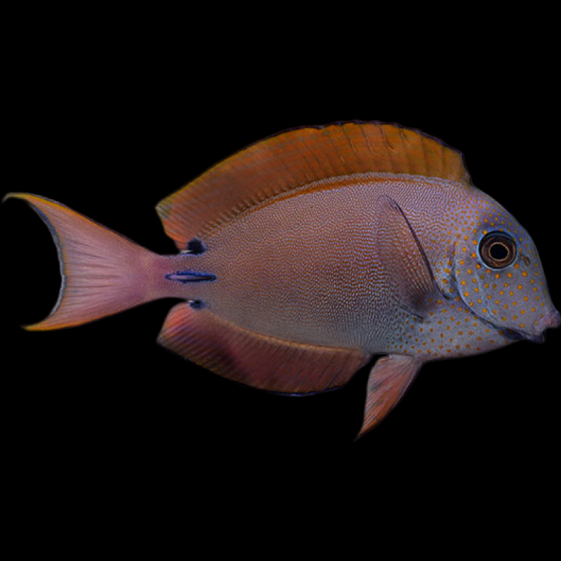 Lavender Tang swimming in an aquarium. One of our saltwater reef fish for sale online at AFD
