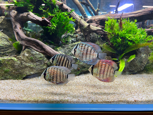 Hard Water Discus