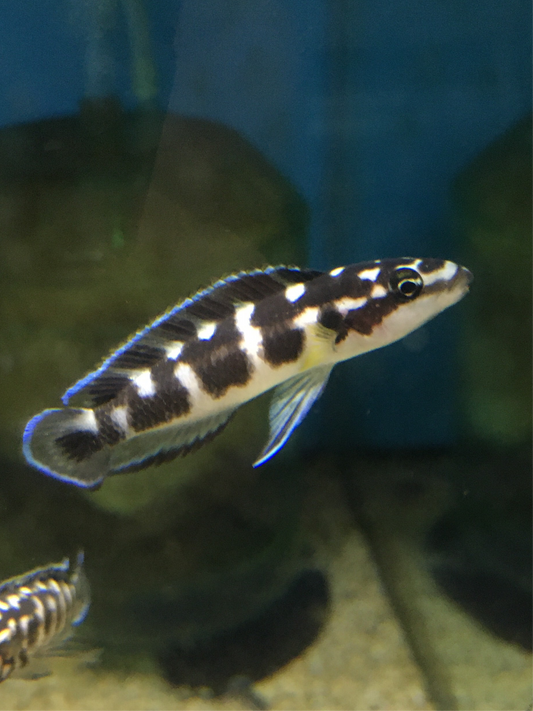 Julidochromis Transcriptus Bemba