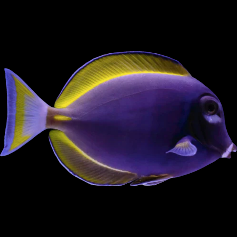 Powder Purple Tang fish swimming in an aquarium. One of our saltwater reef fish for sale online at AFD