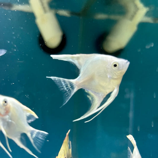 Angelfish | Aquarium Fish Depot | Order Fish Online