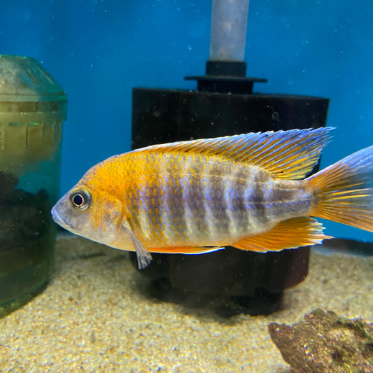 Aulonocara Sp Eureka Peacock Extra Large Male