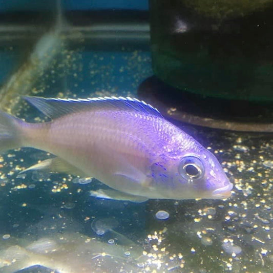 Placidochromis Sp Hongi Pair