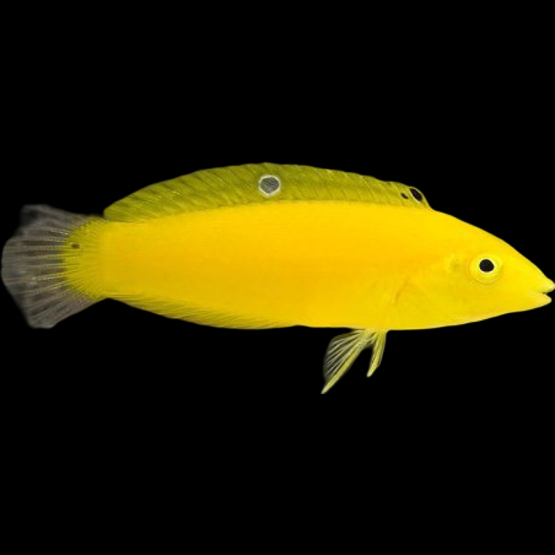 Yellow Coris Wrasse - Aquarium Fish Depot