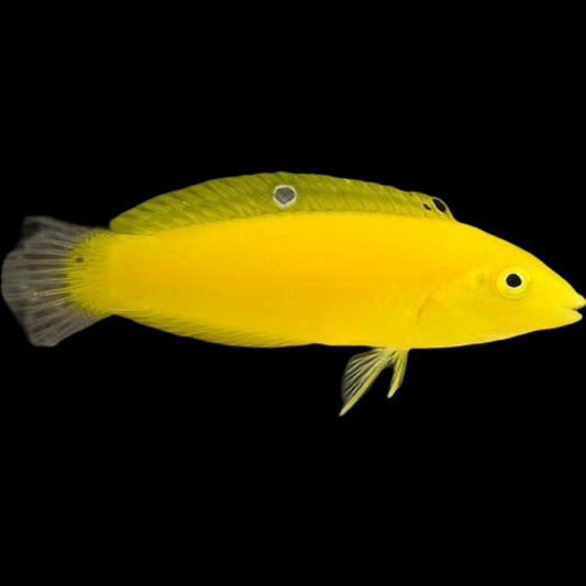 Yellow Coris Wrasse swimming in an aquarium. One of our saltwater reef fish for sale online at AFD