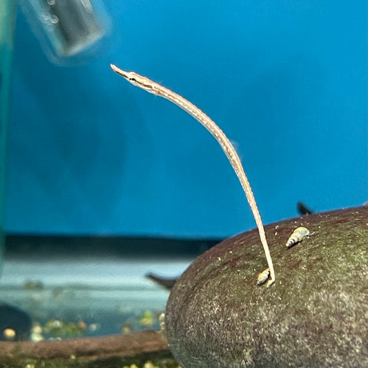 Dwarf Pipe fish