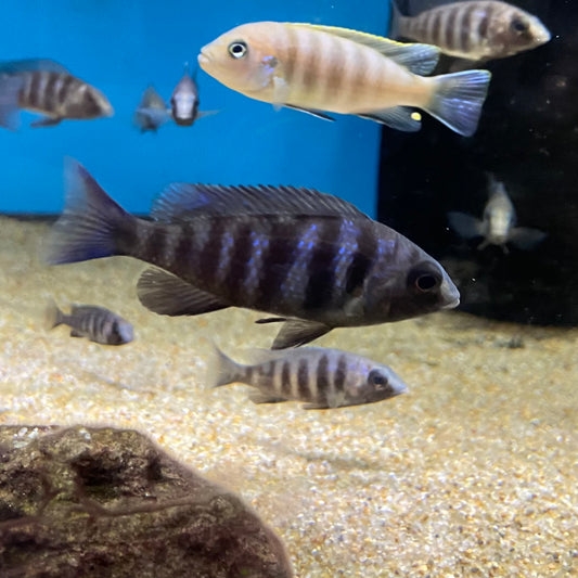 Placidochromis Phenochilus Star Sapphire small