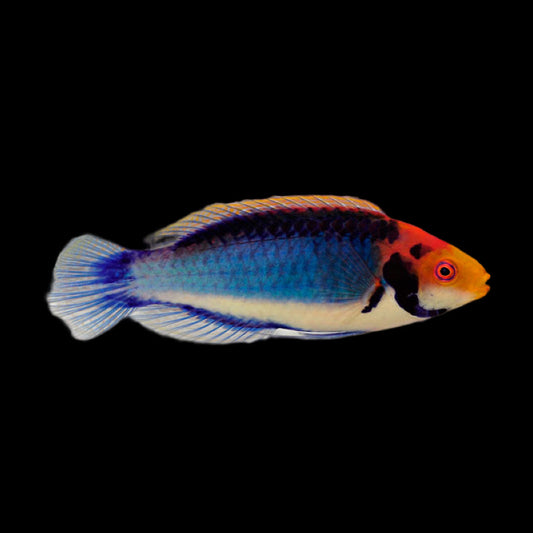 Red Head Solar Fairy Wrasse - Clown Wrasse - CIRRHILABRUS SOLORENSIS