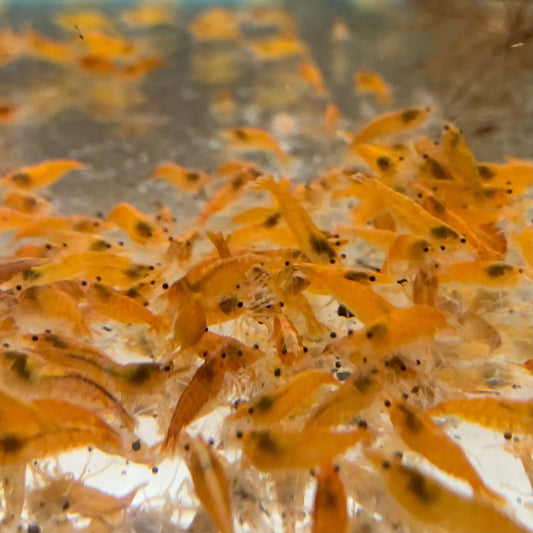 Shrimp  Pumpkin Orange Neocaridina