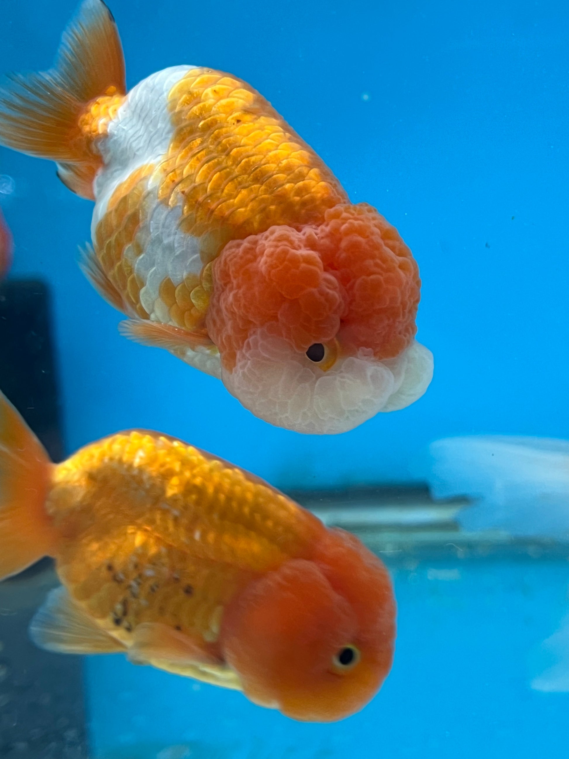 Assorted Ranchu Goldfish- For Sale at Aquarium Fish Depot