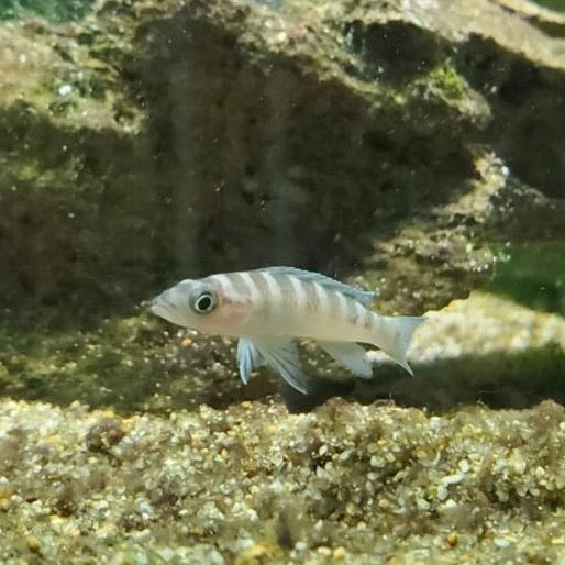 Neolamprologus Cylindricus