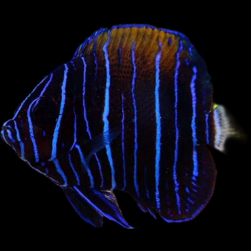 Majestic Angelfish swimming in an aquarium. One of our saltwater reef fish for sale online at AFD