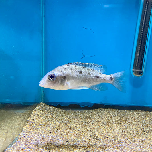 Otopharynx Sp Spot Female