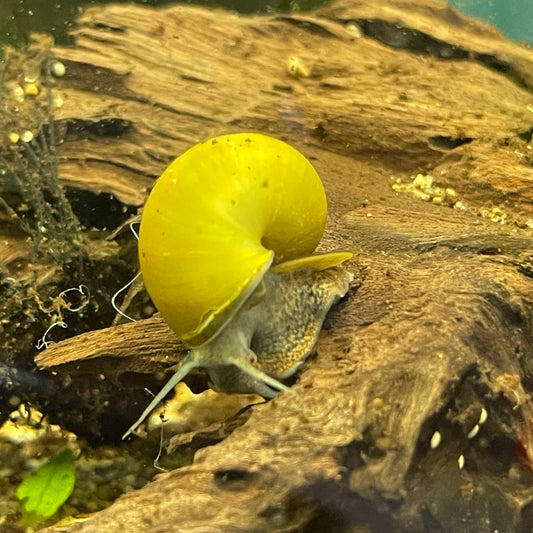 Jade Mystery Snail