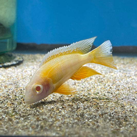 Aulonocara Sp Eureka Red Albino