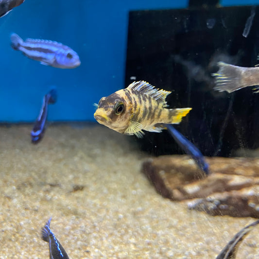 Metriaclima Zebra OB