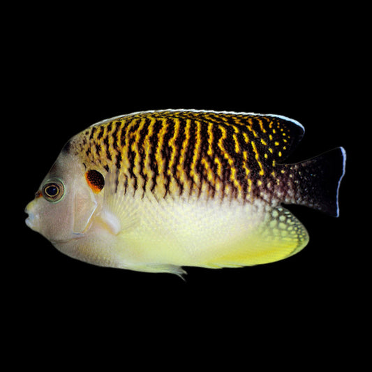 Tiger Angelfish - Apolemichthys kingi