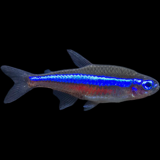 Green Neon Tetra