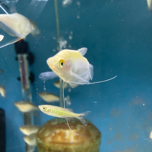 Moonlight Gourami