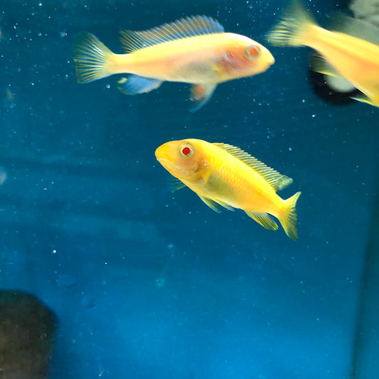 Labeotropheus Trewavasae Red Top Albino Small