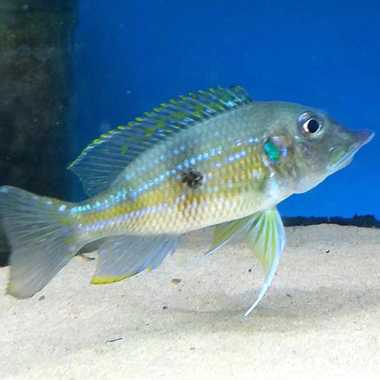 Gnathochromis PermaxillarisWild