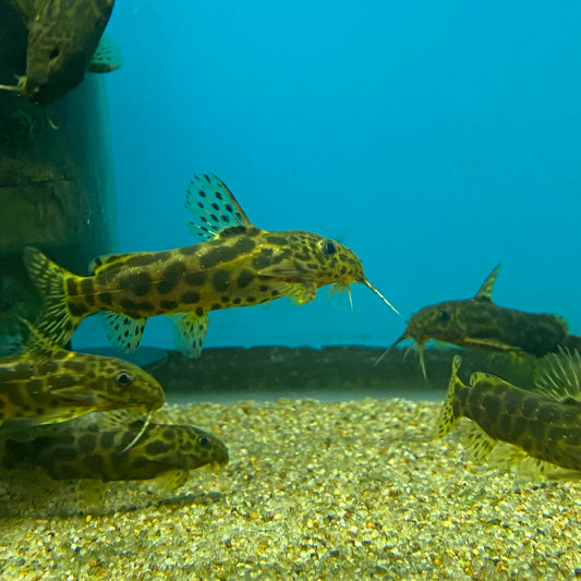 Synodontis Waterloti