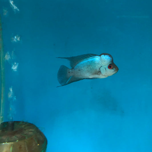 Thai Silk Flowerhorn