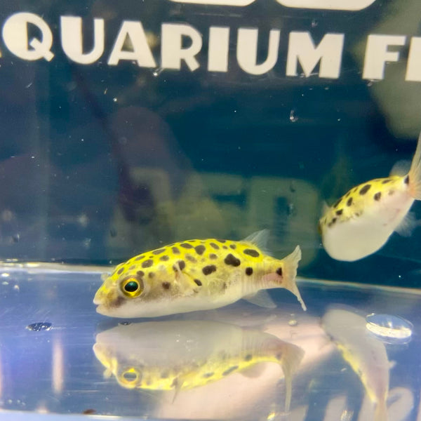 Spotted Green Puffer - for sale at Aquarium Fish Depot