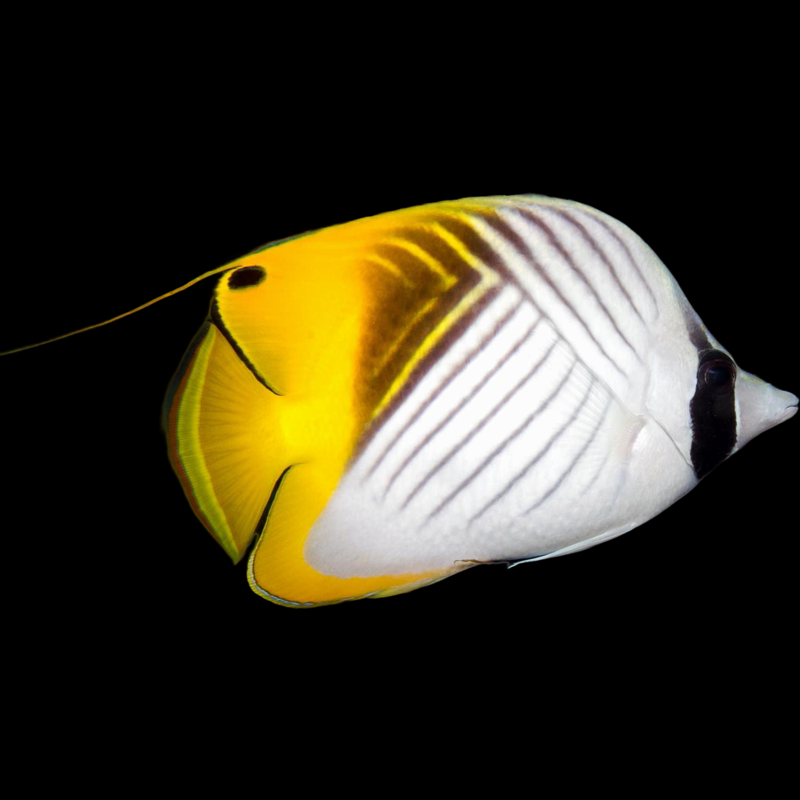 SM/MD Threadfin Butterflyfish fish swimming in an aquarium available for sale online and in store at AFD
