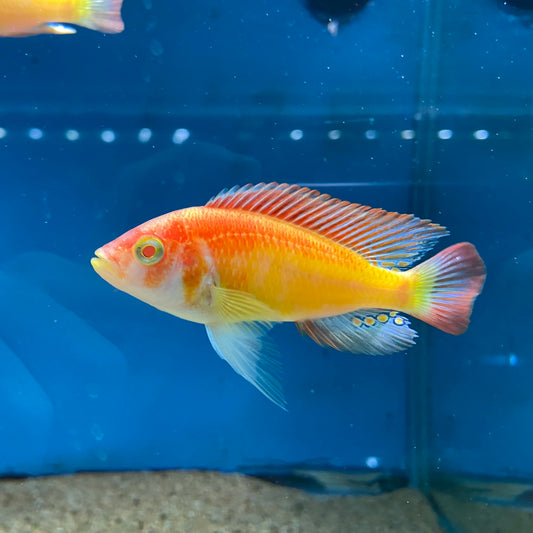 Lg Albino Nyereri Male