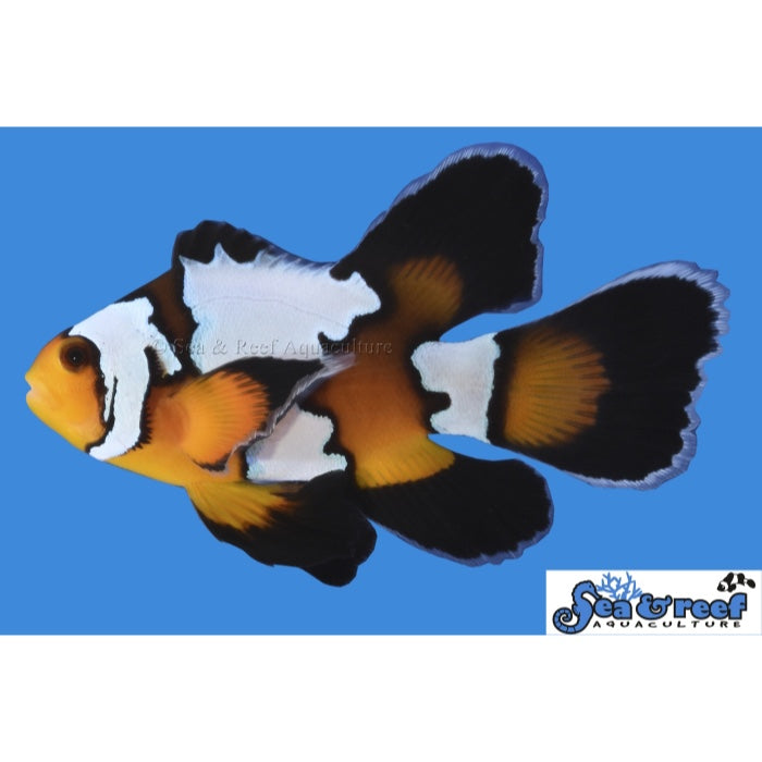 Black Ice Longfin Clownfish