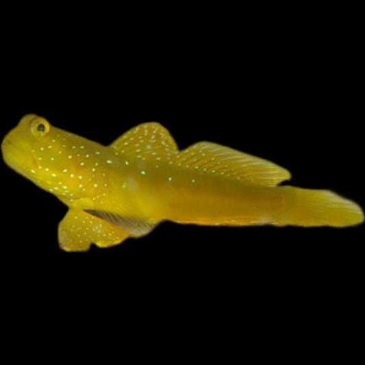 Yellow Watchman Goby swimming in an aquarium. One of our saltwater reef fish for sale online at AFD